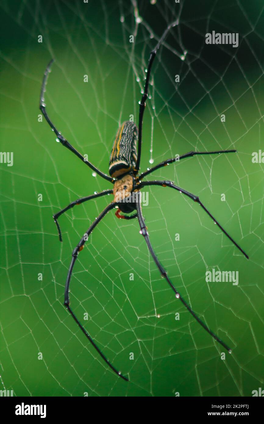 Golden Orb-Weaver Spider Knit große Fasern entlang der vertikalen Linie zwischen den Bäumen. Das Weibchen hat eine Größe von 40-50 mm. Stockfoto