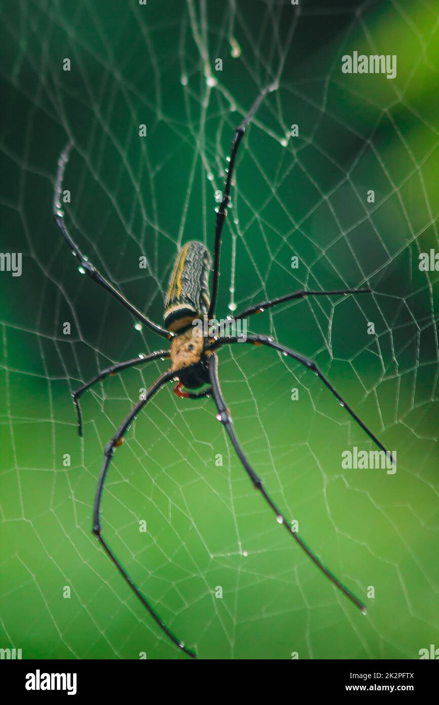 Golden Orb-Weaver Spider Knit große Fasern entlang der vertikalen Linie zwischen den Bäumen. Das Weibchen hat eine Größe von 40-50 mm. Stockfoto