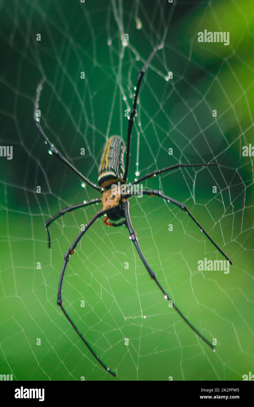 Golden Orb-Weaver Spider Knit große Fasern entlang der vertikalen Linie zwischen den Bäumen. Das Weibchen hat eine Größe von 40-50 mm. Stockfoto
