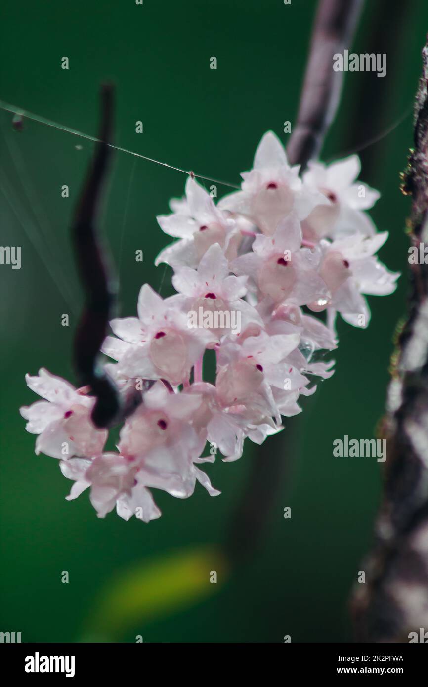 Die kleinen Dendrobium-Blüten mit Lippen sind hellrosa. Blumen in einen Strauß gibt es nur im südlichen Teil Thailands, einige Provinzen sind eine Orchidee, die schwer zu finden ist Stockfoto