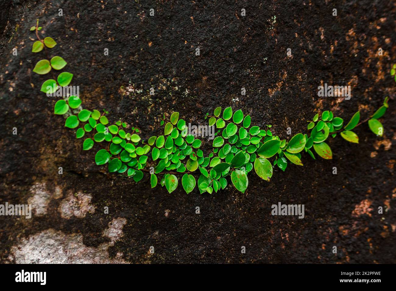 Ficus pumila auf Felsen in natürlichen Wäldern Stockfoto