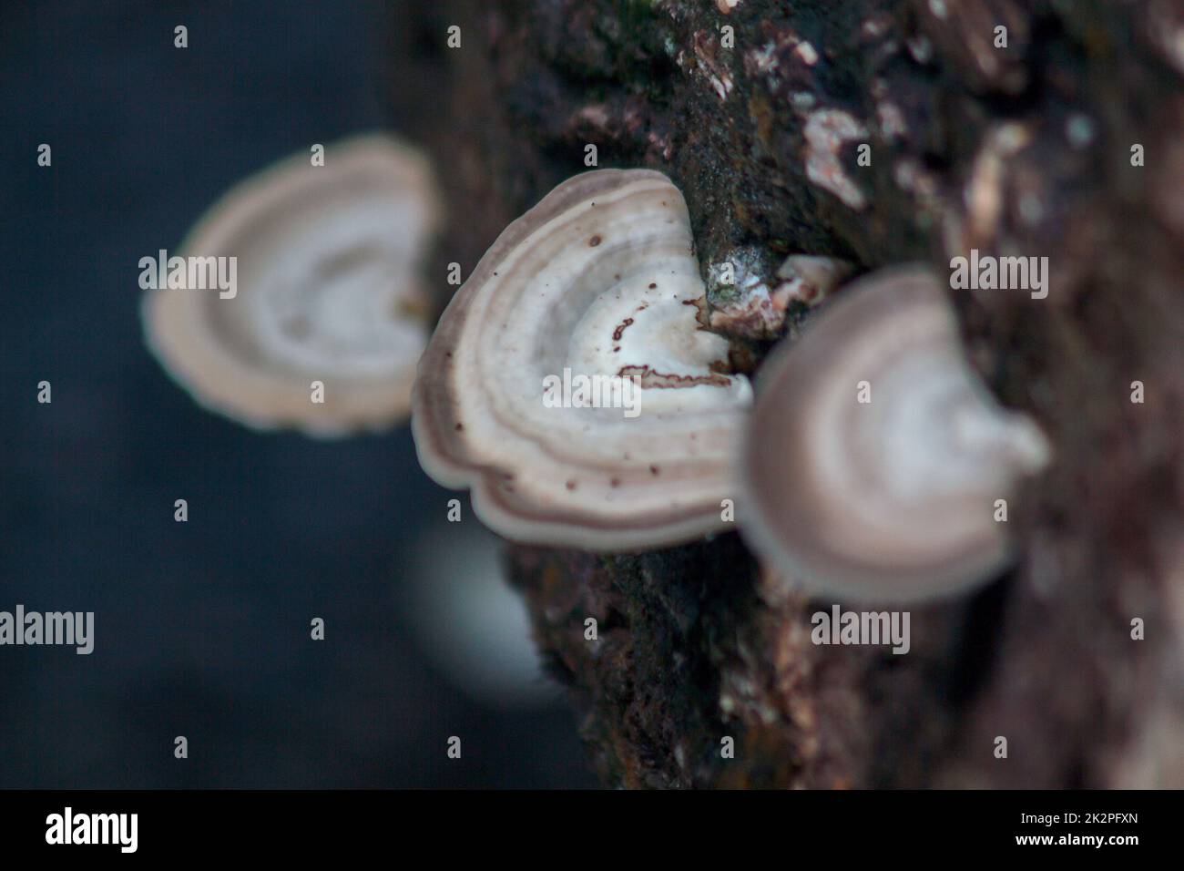 Weiße Wildpilze auf Holz in der Natur mit Feuchtigkeit Stockfoto