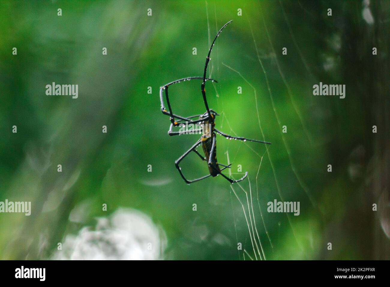 Golden Orb-Weaver Spider Knit große Fasern entlang der vertikalen Linie zwischen den Bäumen. Das Weibchen hat eine Größe von 40-50 mm. Stockfoto