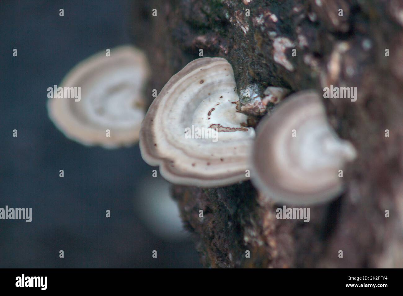 Weiße Wildpilze auf Holz in der Natur mit Feuchtigkeit Stockfoto
