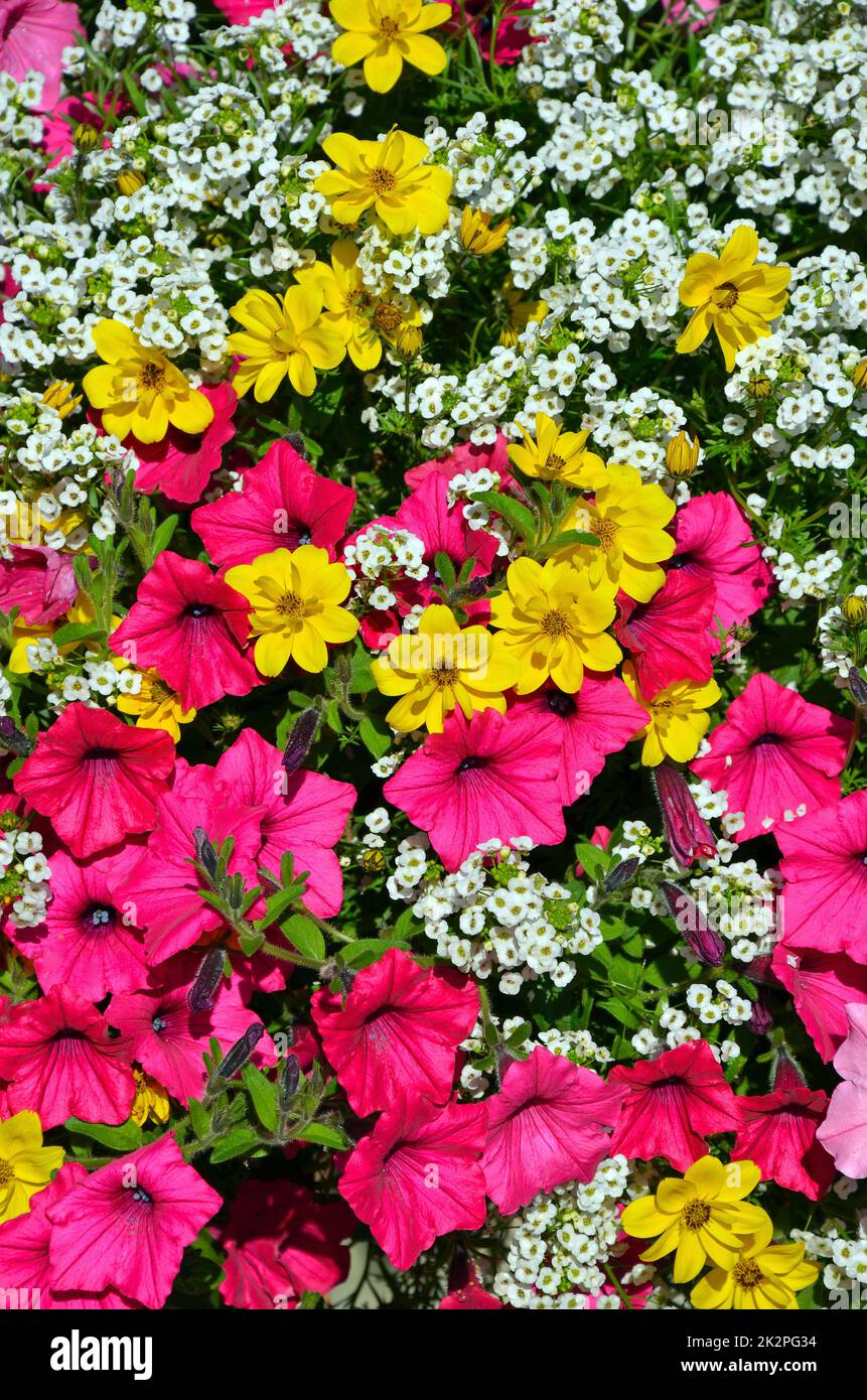 Leuchtend pinkfarbene Petunien Stockfoto