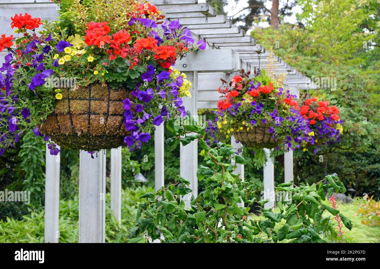 Hängenden Blumenkörben Stockfoto