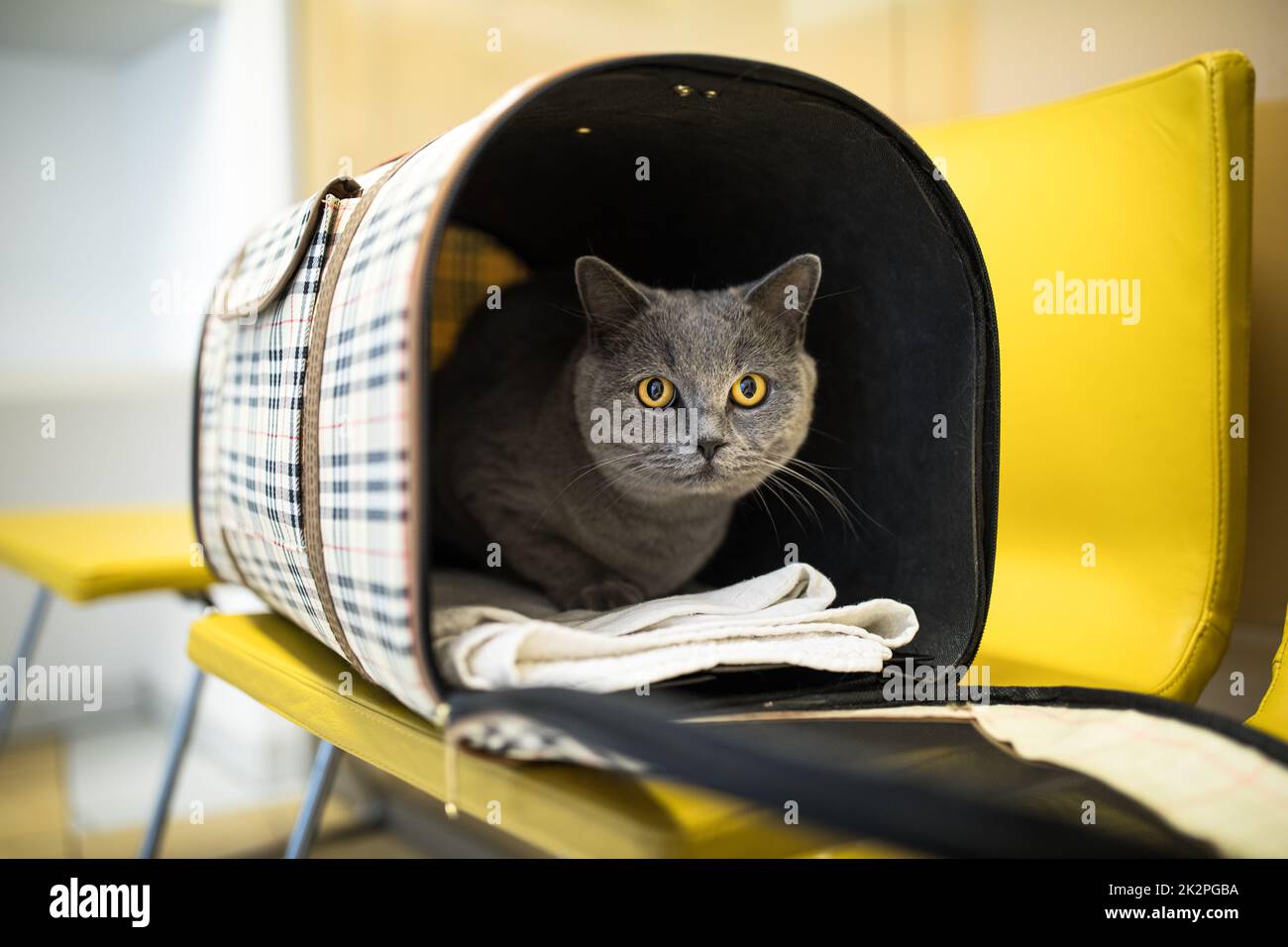 Katze in einer Tierklinik. Feline geduldiges Warten im Wartezimmer einer Tierklinik Stockfoto