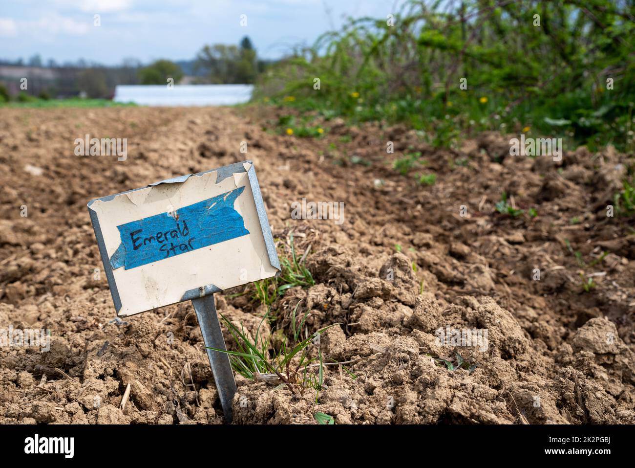 Gemüsegarten Brokkoli Metallzeilenschild in frisch bepflanztem Boden Stockfoto