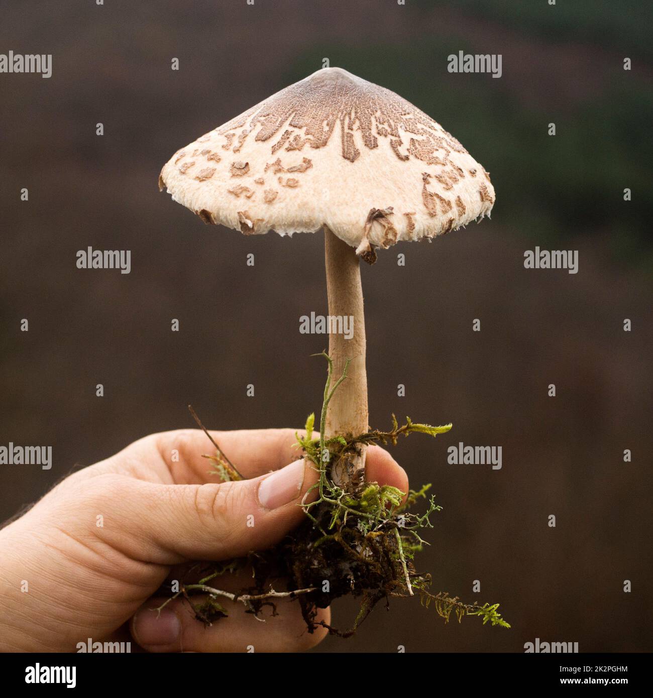 Parasol-Pilzmykologie Stockfoto