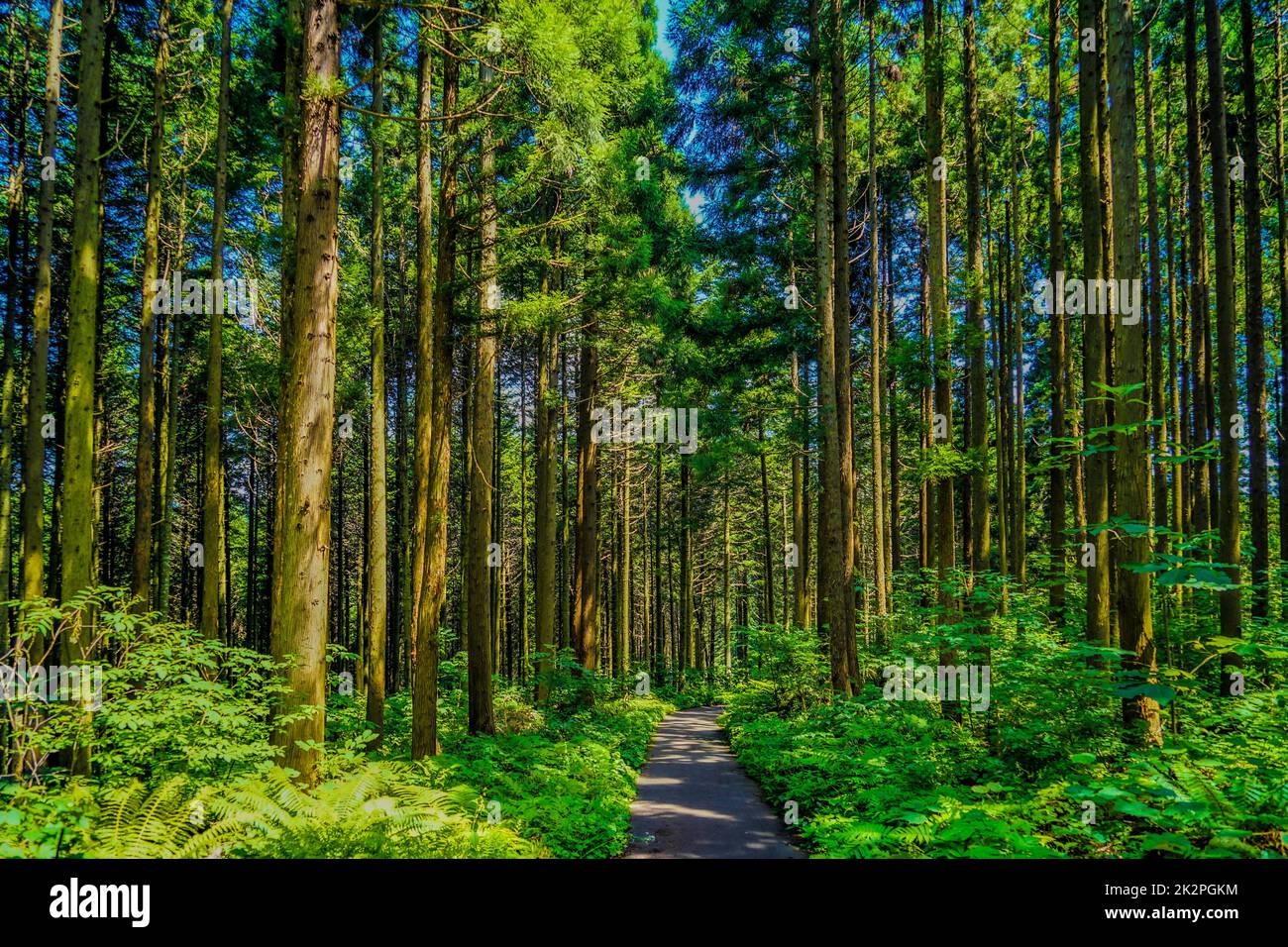 Bild des Waldes in Hokuto, Hokkaido Stockfoto