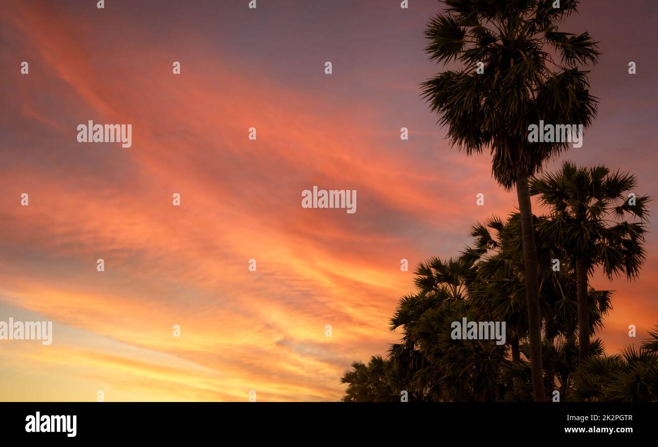 Blick von unten auf die Zuckerpalme vor dem orangefarbenen und roten Himmel und den Wolken des Sonnenuntergangs. Schönheit in der Natur. Nachthimmel im Sommer. Tropische Palmen in der Dämmerung am Strand. Blick auf die Ruhe. Sommerliche Stimmung. Stockfoto