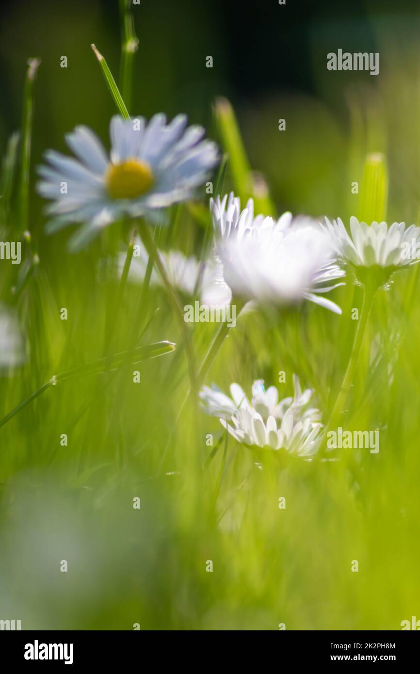 Ein Haufen wunderschöner Gänseblümchen mit fliegendem Insekt in einem idyllischen Garten mit grünem Gras und verschwommenem Hintergrund zeigt die Gartenliebe in Stadtparks eine gesunde Umgebung im Frühlingssommer Stockfoto
