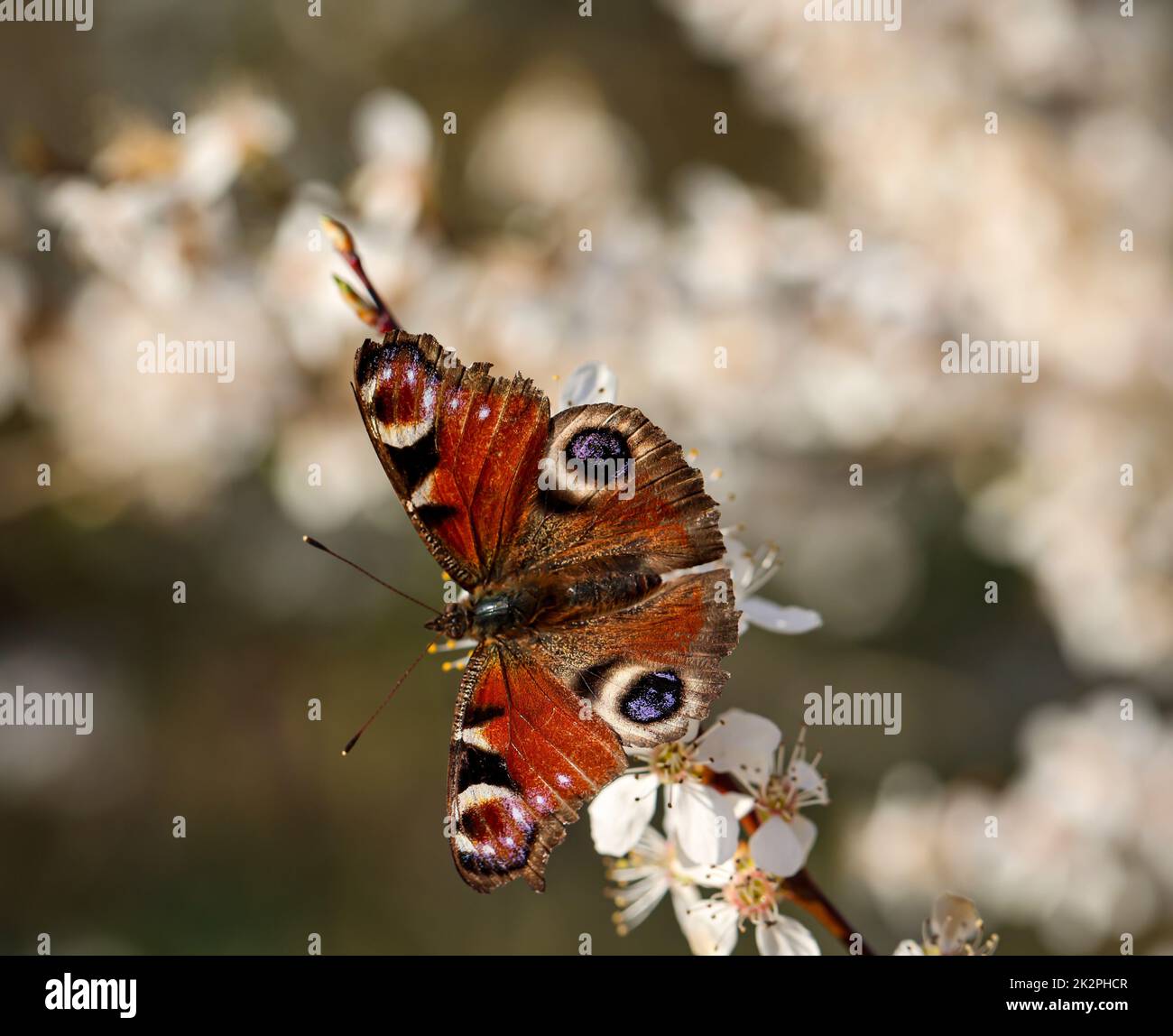 Nahaufnahme eines Pfauenschmetterlings. Wunderschöner Schmetterling Deutschlands. Stockfoto