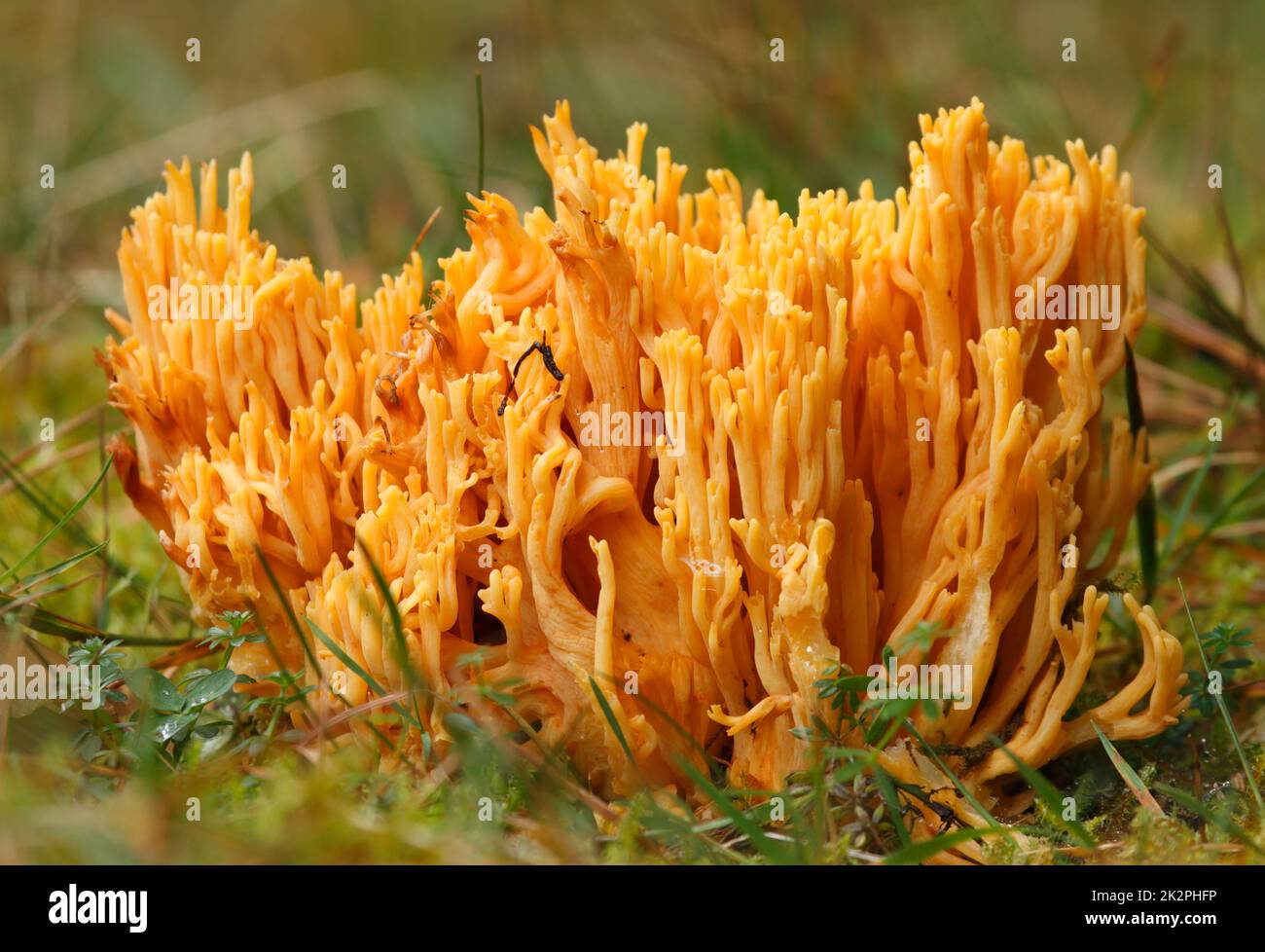 Ramaria aurea-Pilz. Gelbe Korallenpilze. Nahaufnahme. Stockfoto