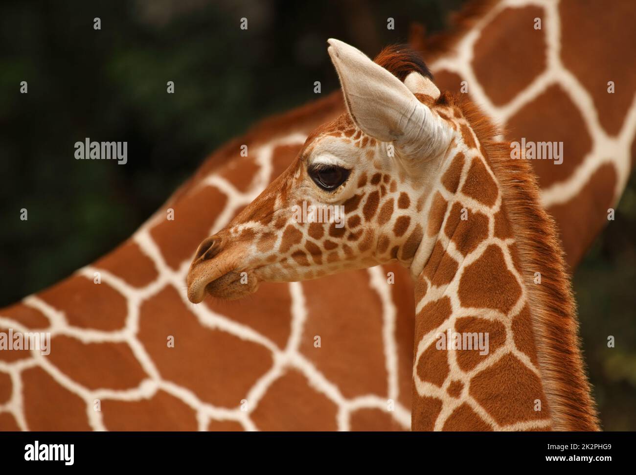 Porträt einer Baby-Giraffe mit Mutter im Hintergrund Stockfoto