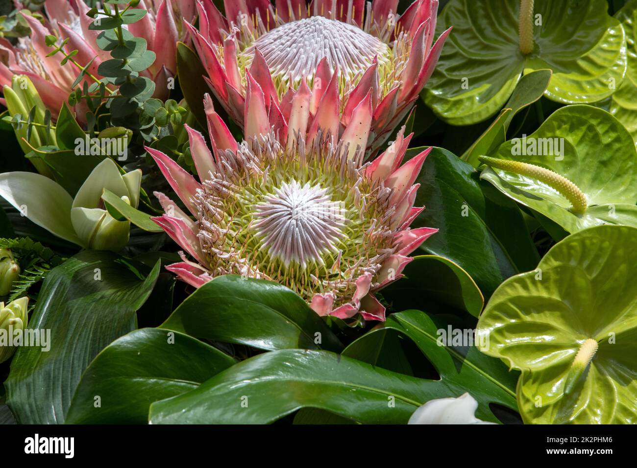 Königsprotea oder Protea cynaroides Die nationale Blume von Südafrika Stockfoto