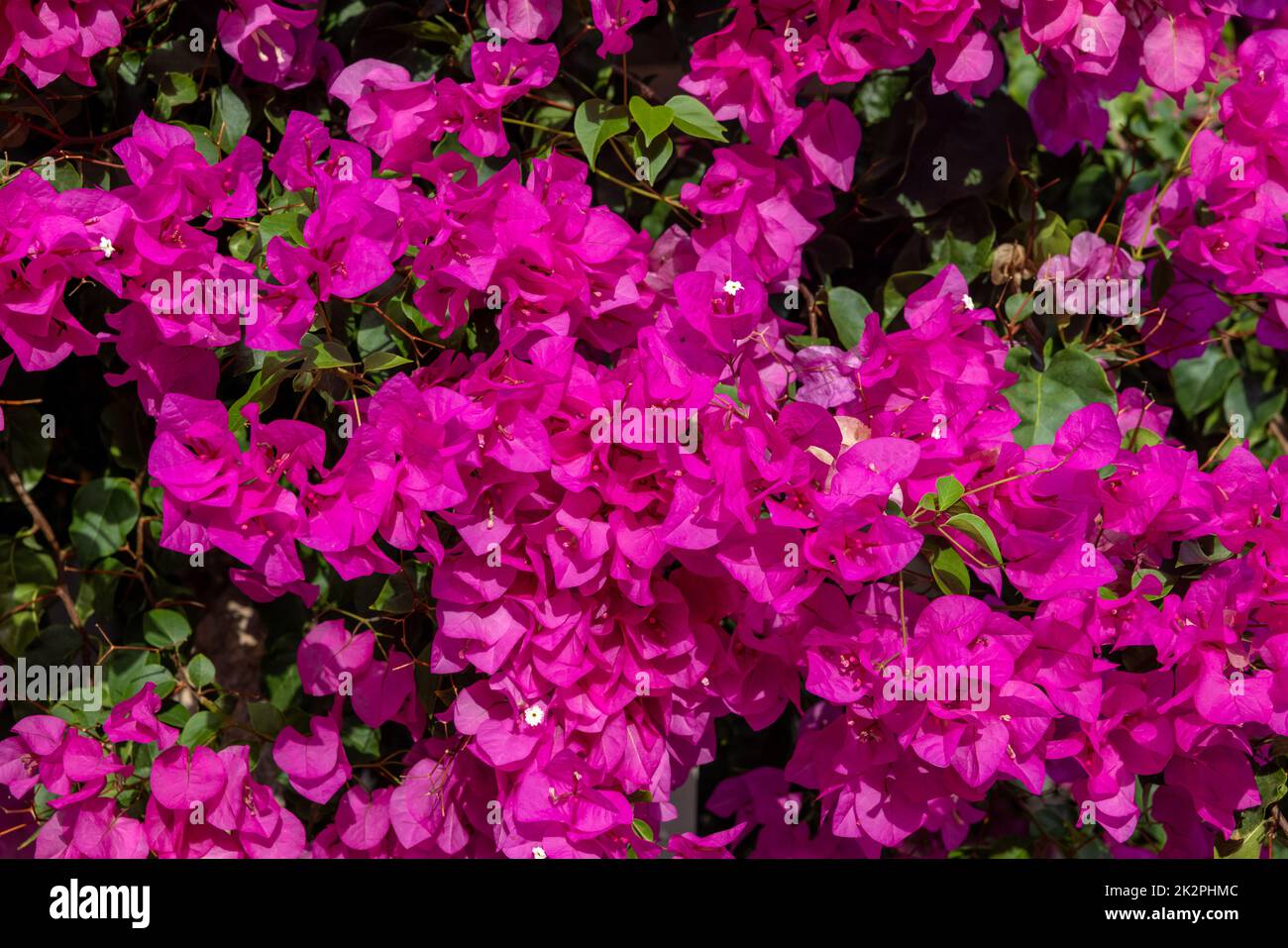 Blühende rote Bougainvillea blüht auf Santorini. Stockfoto