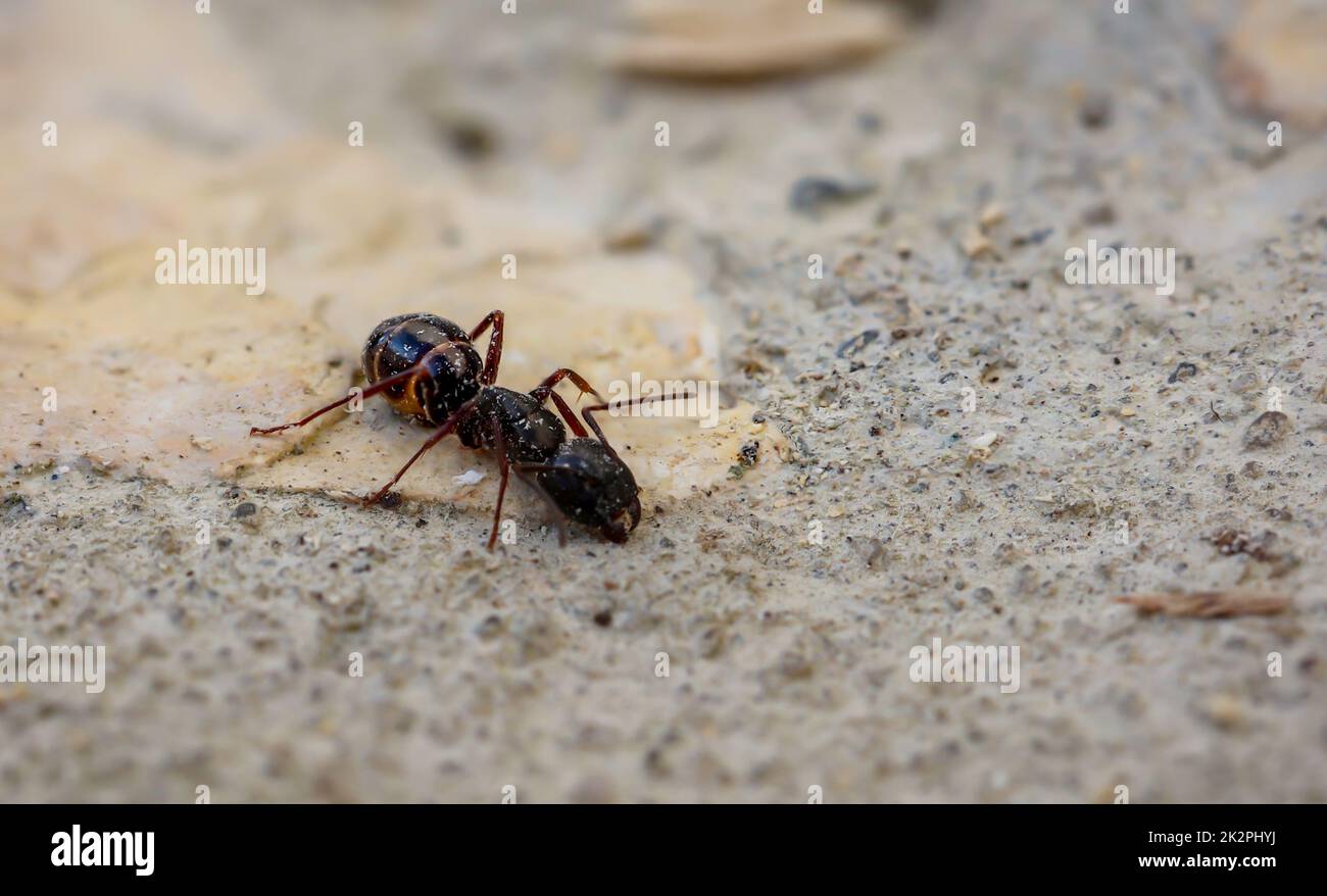 Eine große Ameise auf Stein, mit schwarzem Hinterteil und braunem Kailie. Stockfoto