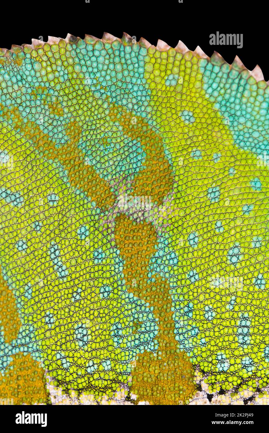 Chamäleon-Haut-Nahaufnahme mit gezacktem Rücken. Schwarzer isolierter Rücken. Stockfoto