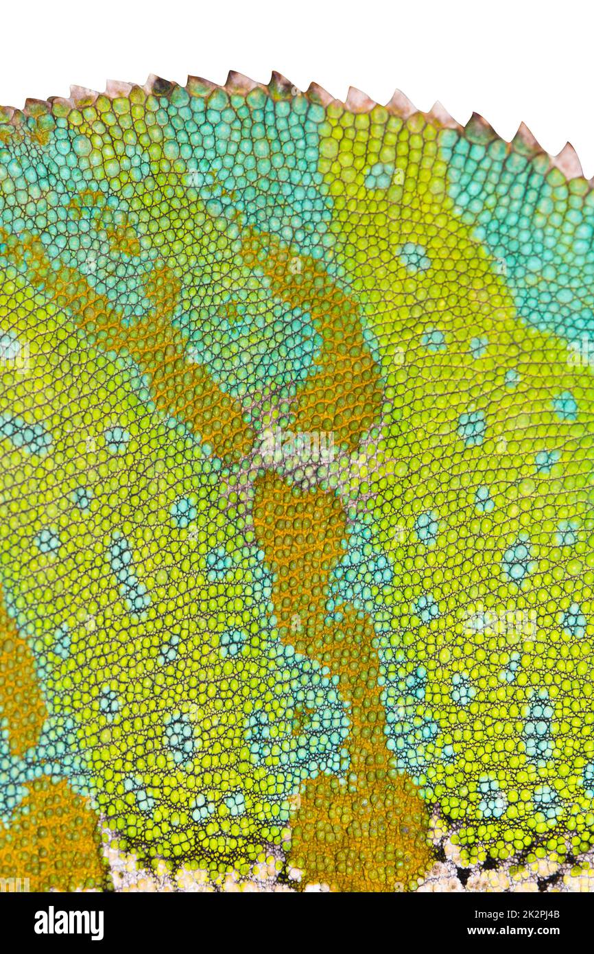 Chamäleon-Haut-Nahaufnahme mit gezacktem Rücken. Weißer isolierter Rücken. Stockfoto