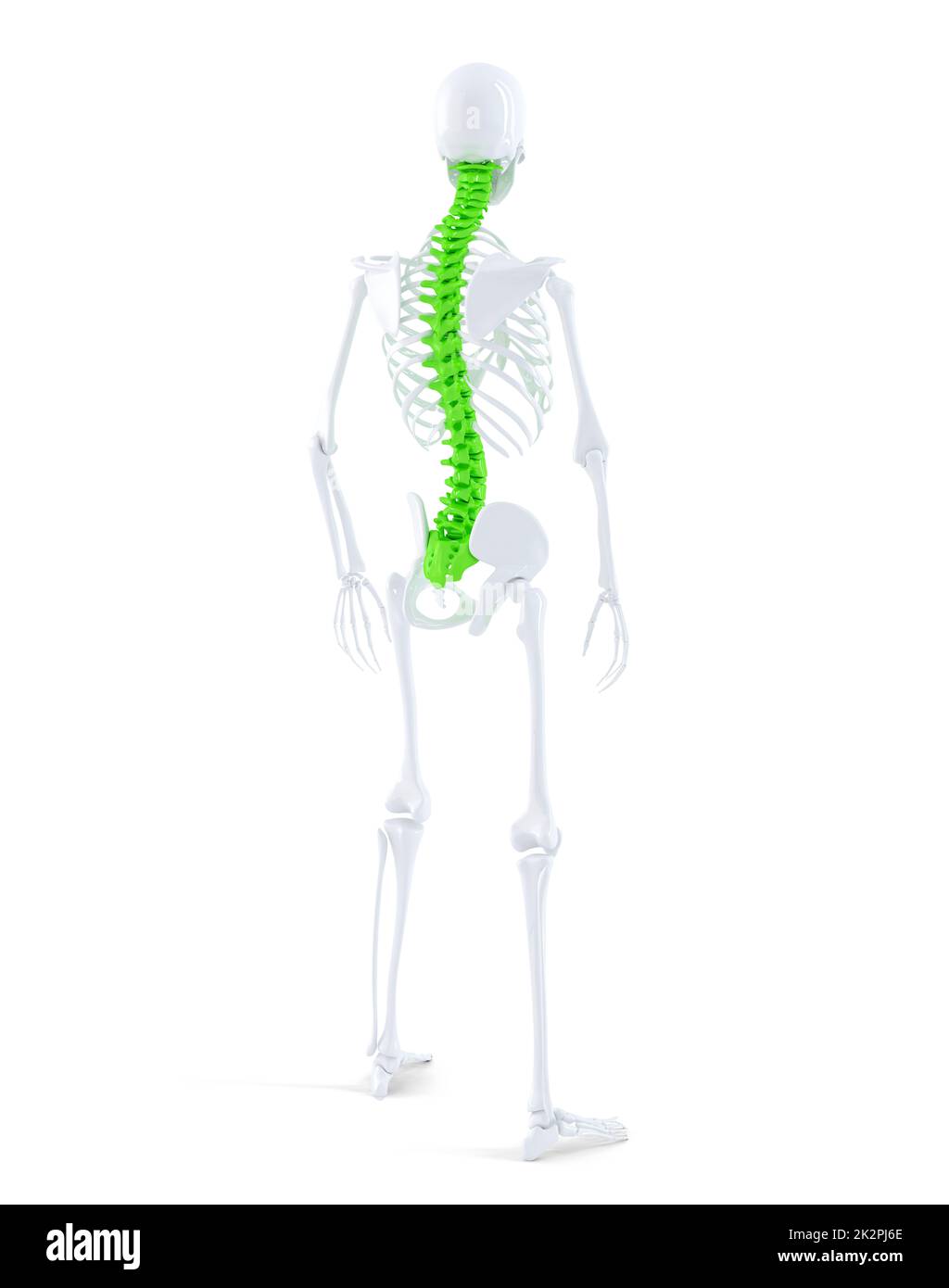 Menschliches Skelett mit Highlited Wirbelsäule. Isoliert. Enthält clippin Pfad Stockfoto