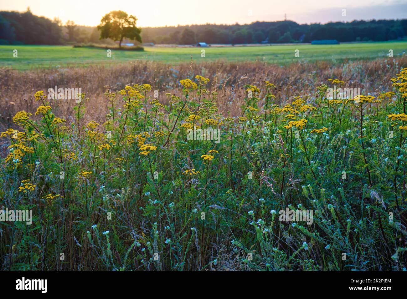 Lagunenlandschaft der Halbinsel Darss Stockfoto