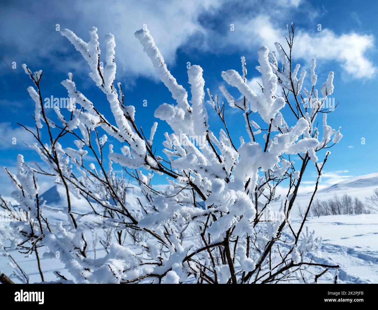 Makelloser weißer Schnee auf den Ästen eines jungen Baumes Stockfoto