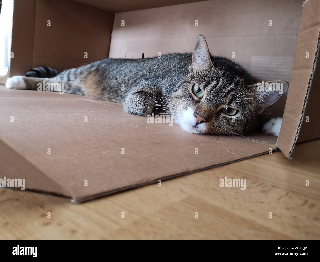 Junger getigerter Kater beim Entspannen, europäisch Kurzhaar Katze Stockfoto