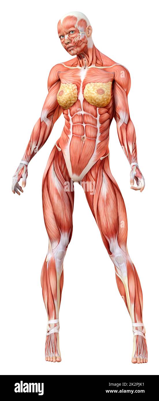 3D-Rendering weibliche Anatomie Abbildung auf Weiß Stockfoto