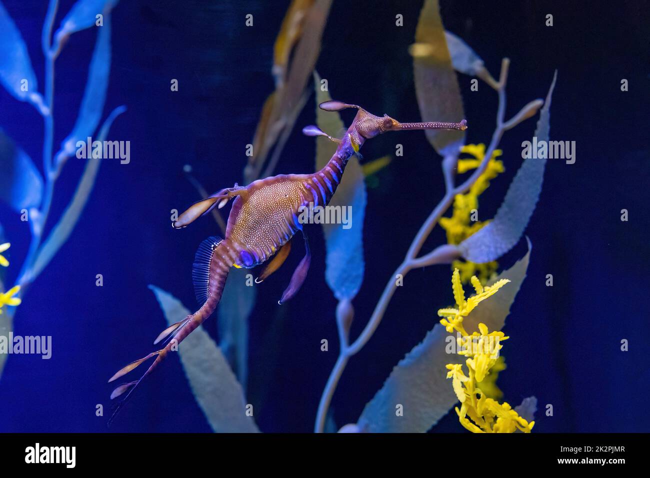 Erstaunliche Seedrachen Kreatur schwimmen in Süßwasser aus nächster Nähe allein Stockfoto