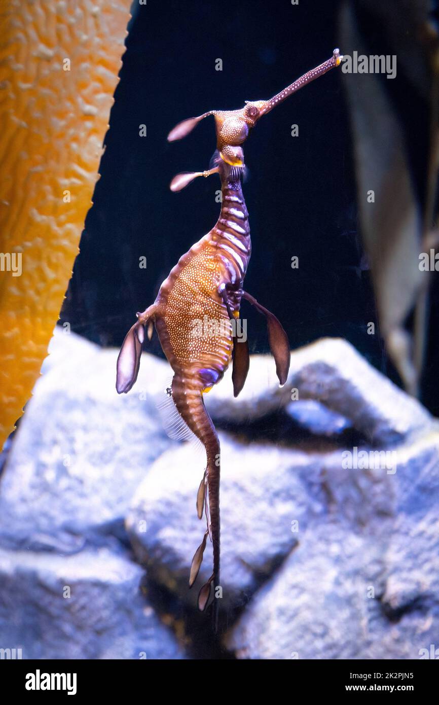 Erstaunliche Seedrachen Kreatur schwimmen in Süßwasser aus nächster Nähe allein Stockfoto