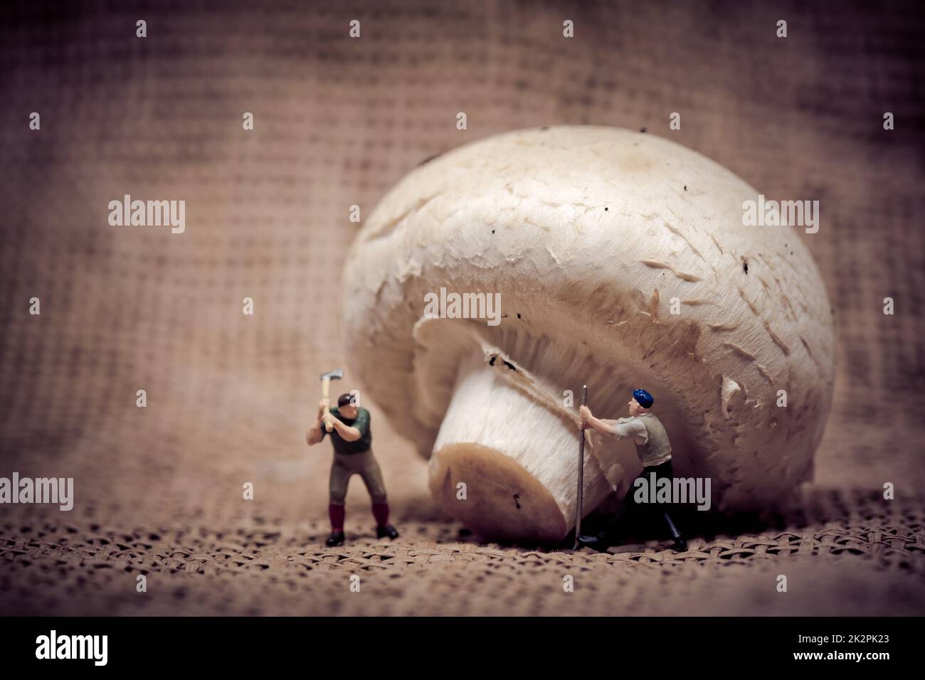 Miniaturarbeiter, die gian-Pilze abschneiden. Speisekonzept. Farbton eingestellt Stockfoto