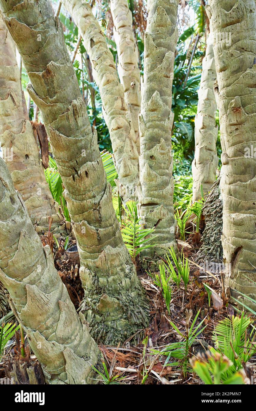 Tropische Stämme. Zugeschnittenes Bild von Baumstämmen in einem tropischen Wald. Stockfoto