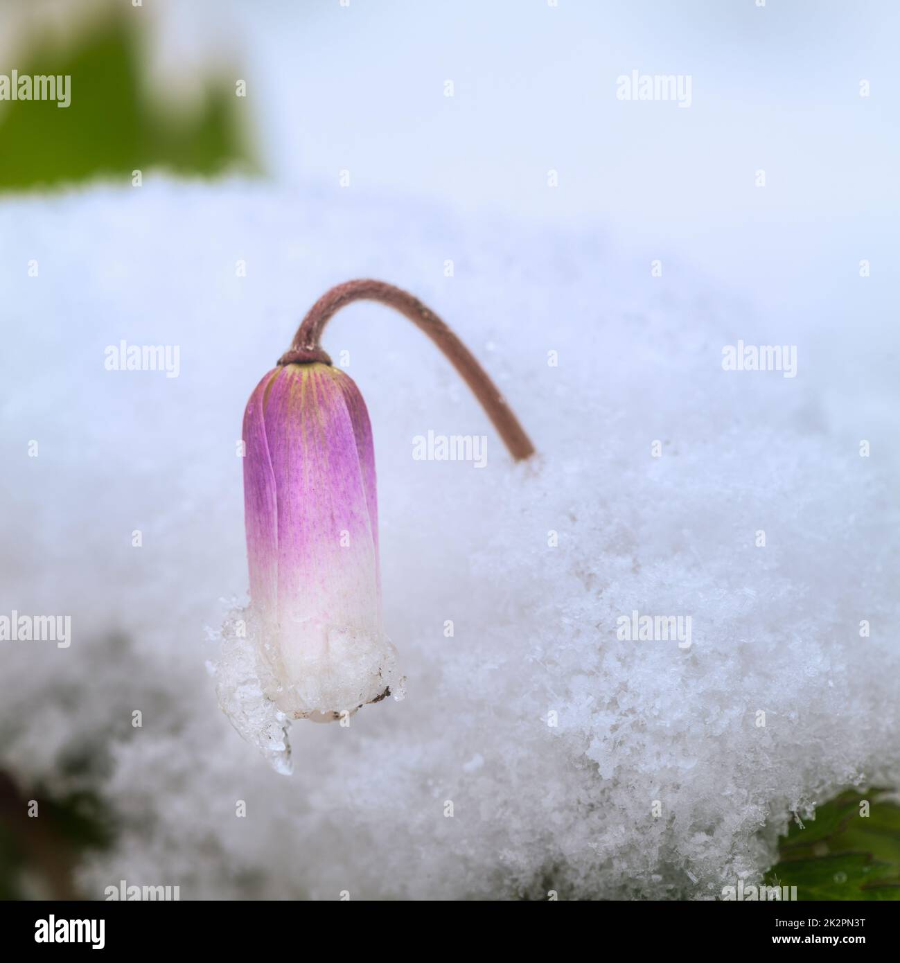 Lila Blume im Schnee Stockfoto