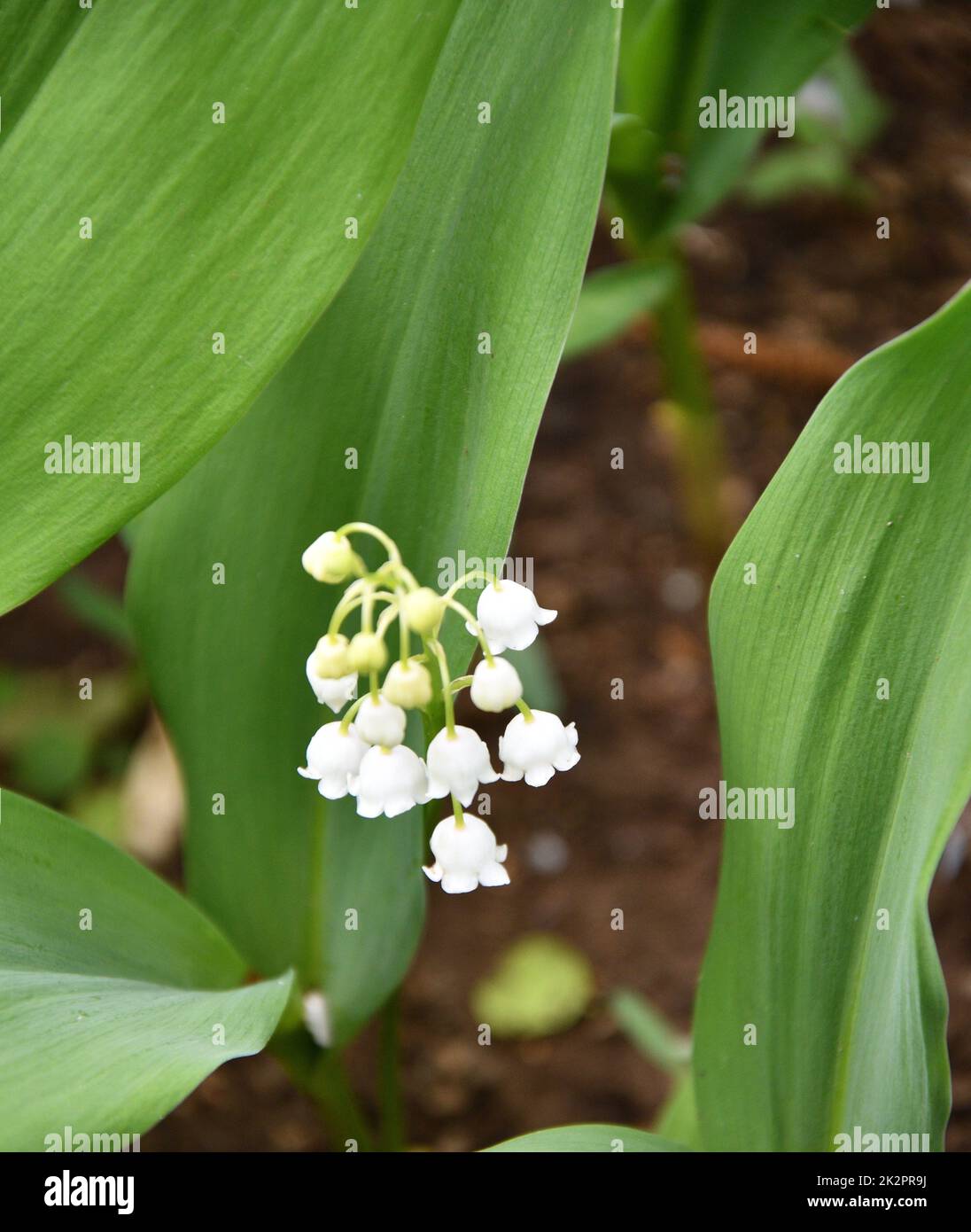 Die Lilie der Talblume (Lat. Convallaria) ist weiß Stockfoto