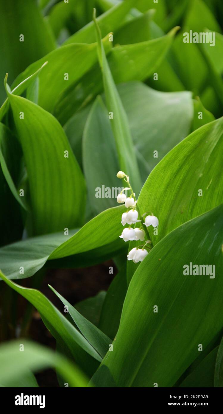 Die Lilie der Talblume (Lat. Convallaria) ist weiß Stockfoto