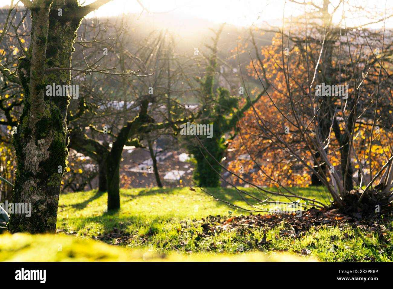 Baumstamm bedeckt mit grünem Moos auf unscharfem Hintergrund Blattlose Bäume und grünes Gras im Park auf dem Berg in der Nähe des Dorfes im Tal. Schönheit in der Natur. Naturtapete. Hintergrund des Umwelttags. Stockfoto