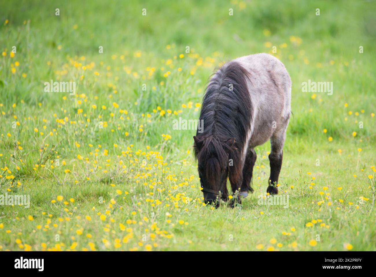 Ein Pony weidet auf der Wiese, Tierzucht im Frühling, Ranch mit Pferden, Landschaft Stockfoto