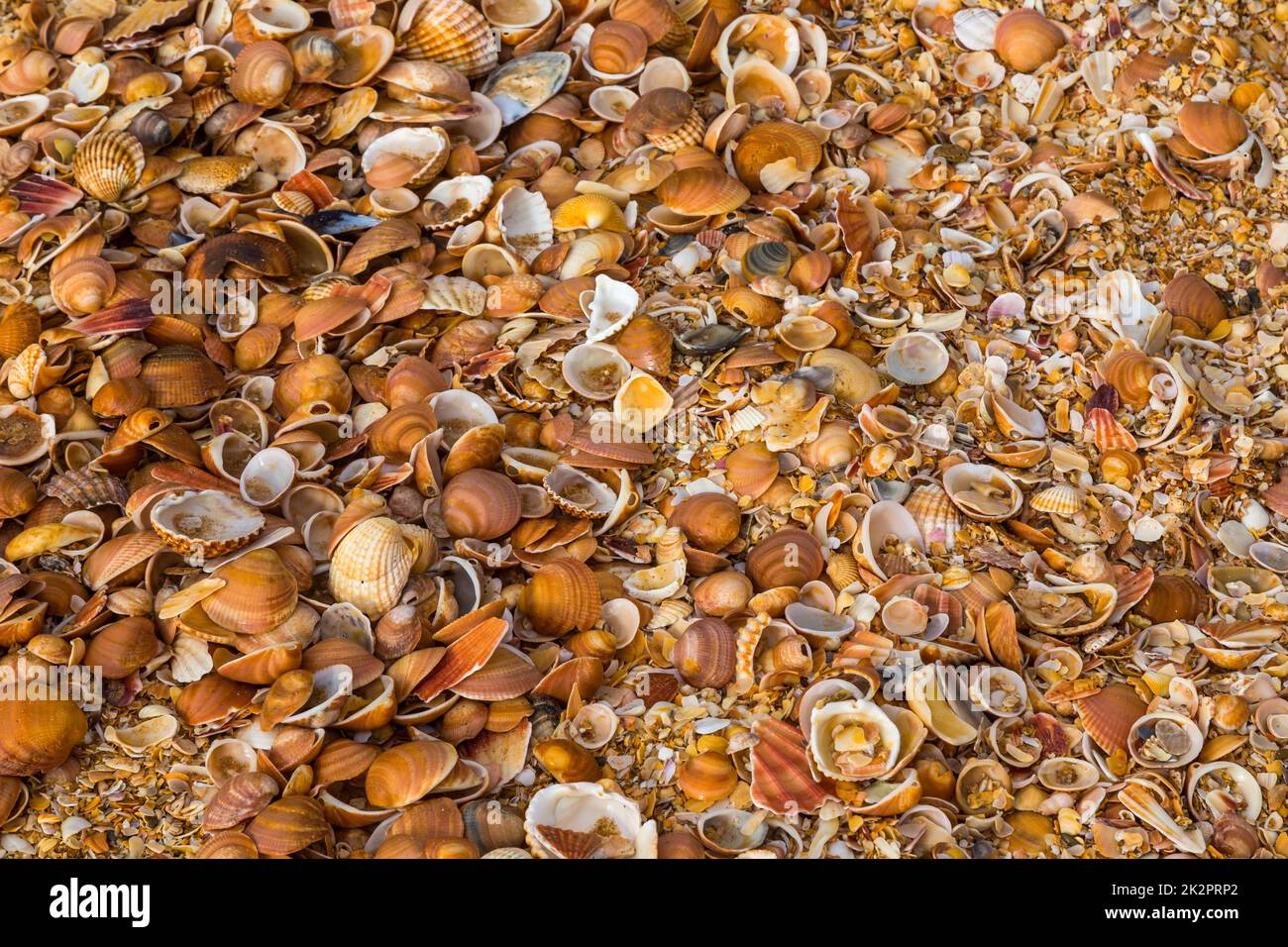 Wunderschöne Muscheln von Meeresmuscheln Stockfoto