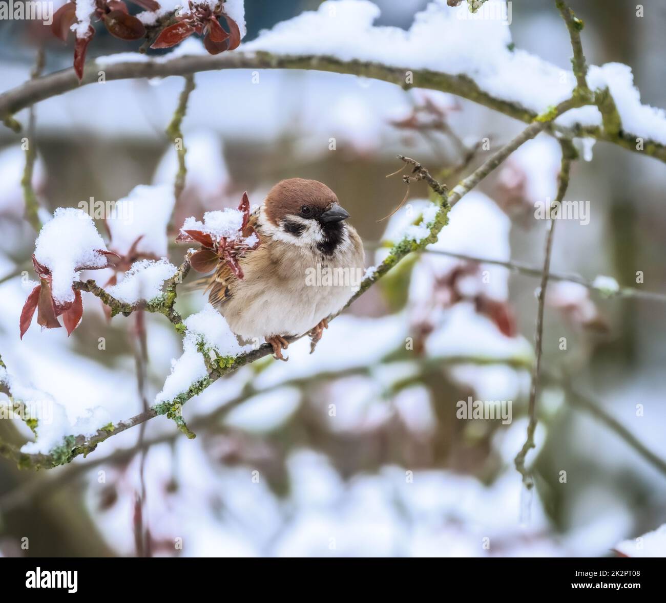 Spatz sitzt auf dem Zweig eines schneebedeckten Baumes Stockfoto