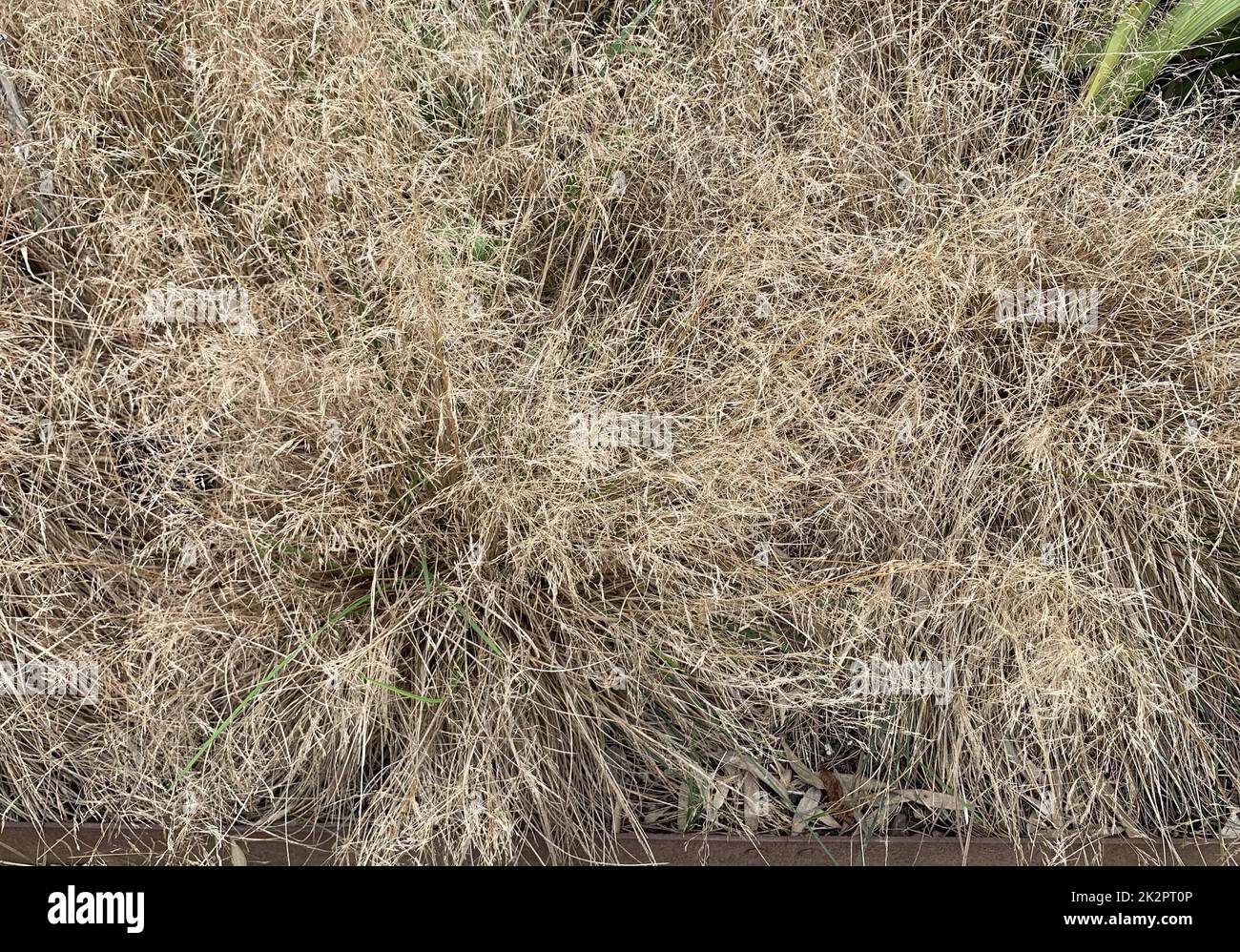 Nahaufnahme des weichen goldgelben immergrünen ornamentalen, getufteten Haargrases Deschampsia cespitosa Goldtau, das Ende September in Großbritannien zu sehen war Stockfoto