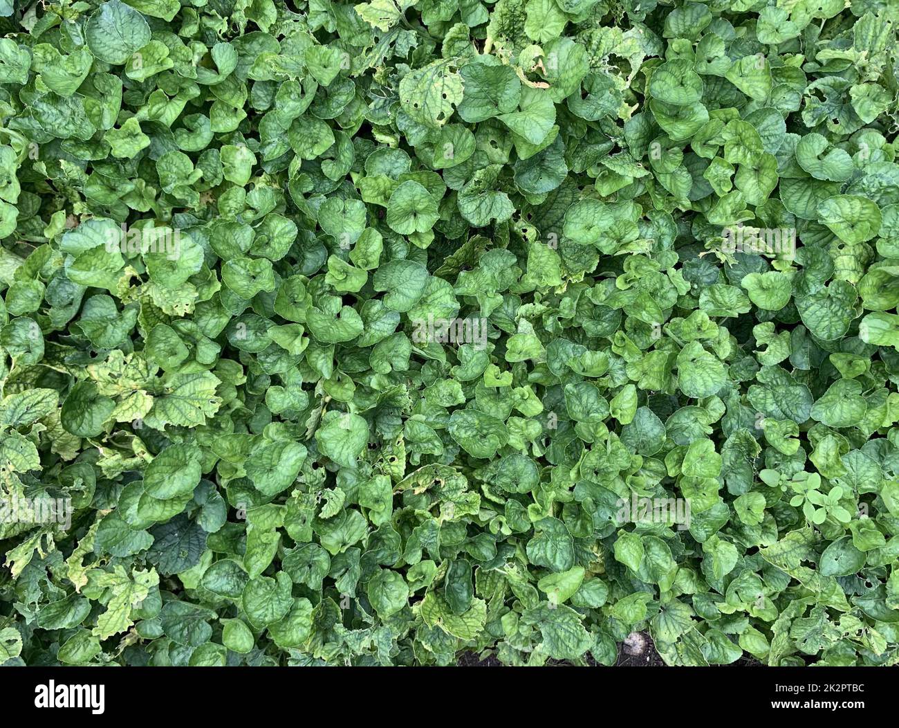 Nahaufnahme der krautigen mehrjährigen einheimischen Wald-und Gartenanlage mit herzförmigen Blättern Viola odorata in Großbritannien Ende September gesehen. Stockfoto