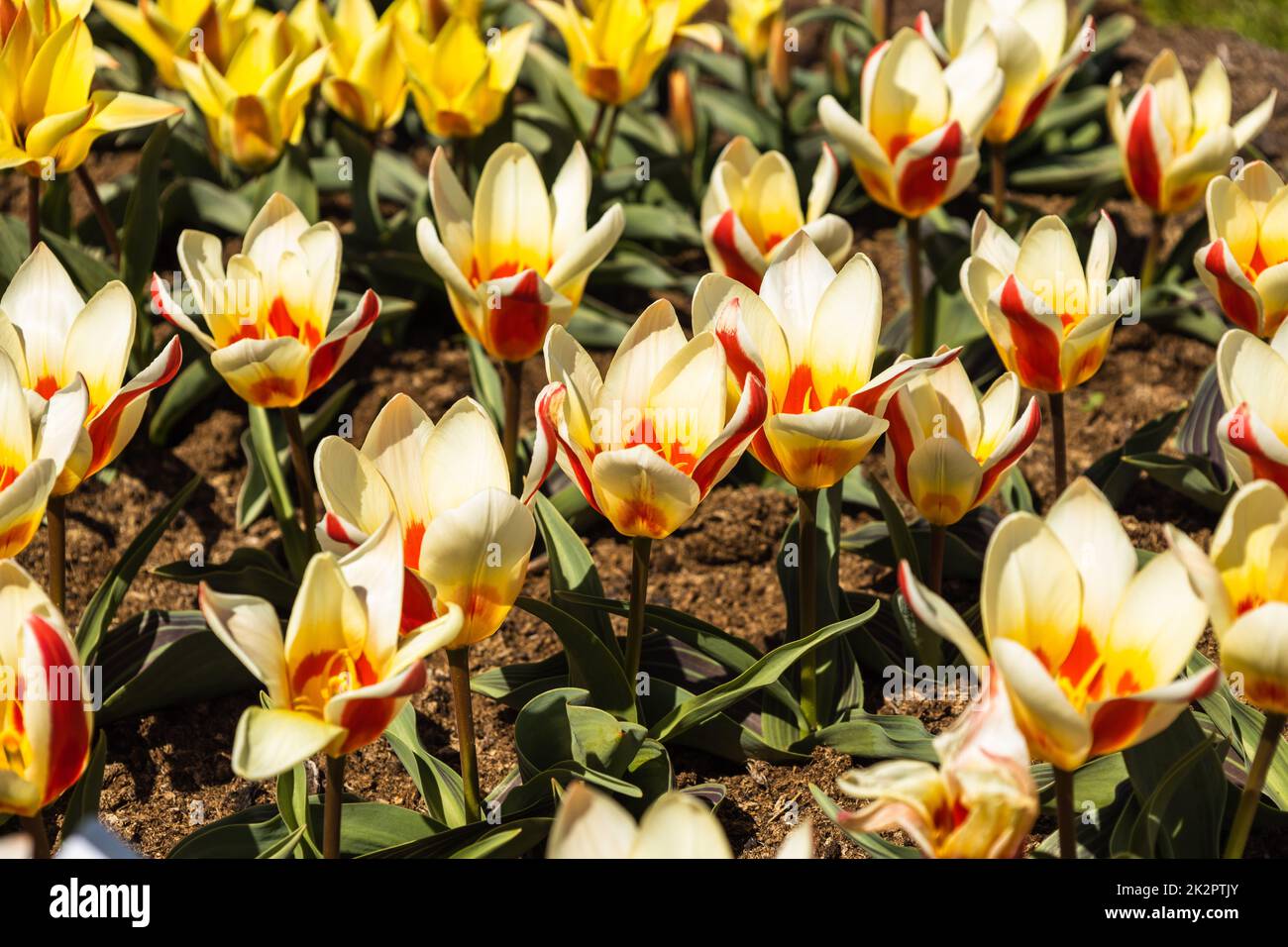 Tulipa - Authority Blumen wachsen und blühen im botanischen Garten Stockfoto