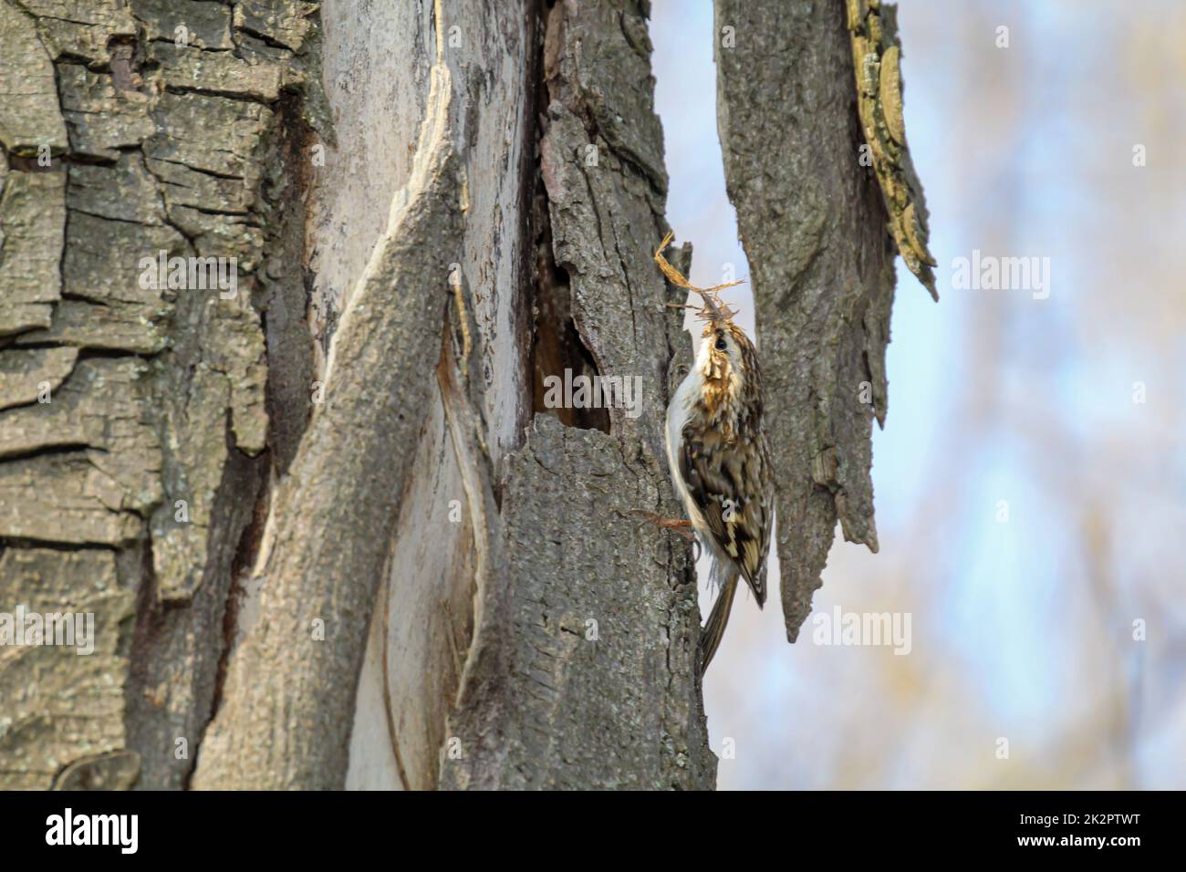 Certhia brachydactyla, ein Baumwächter im Garten, bringt Nistmaterial in das Nestloch Stockfoto