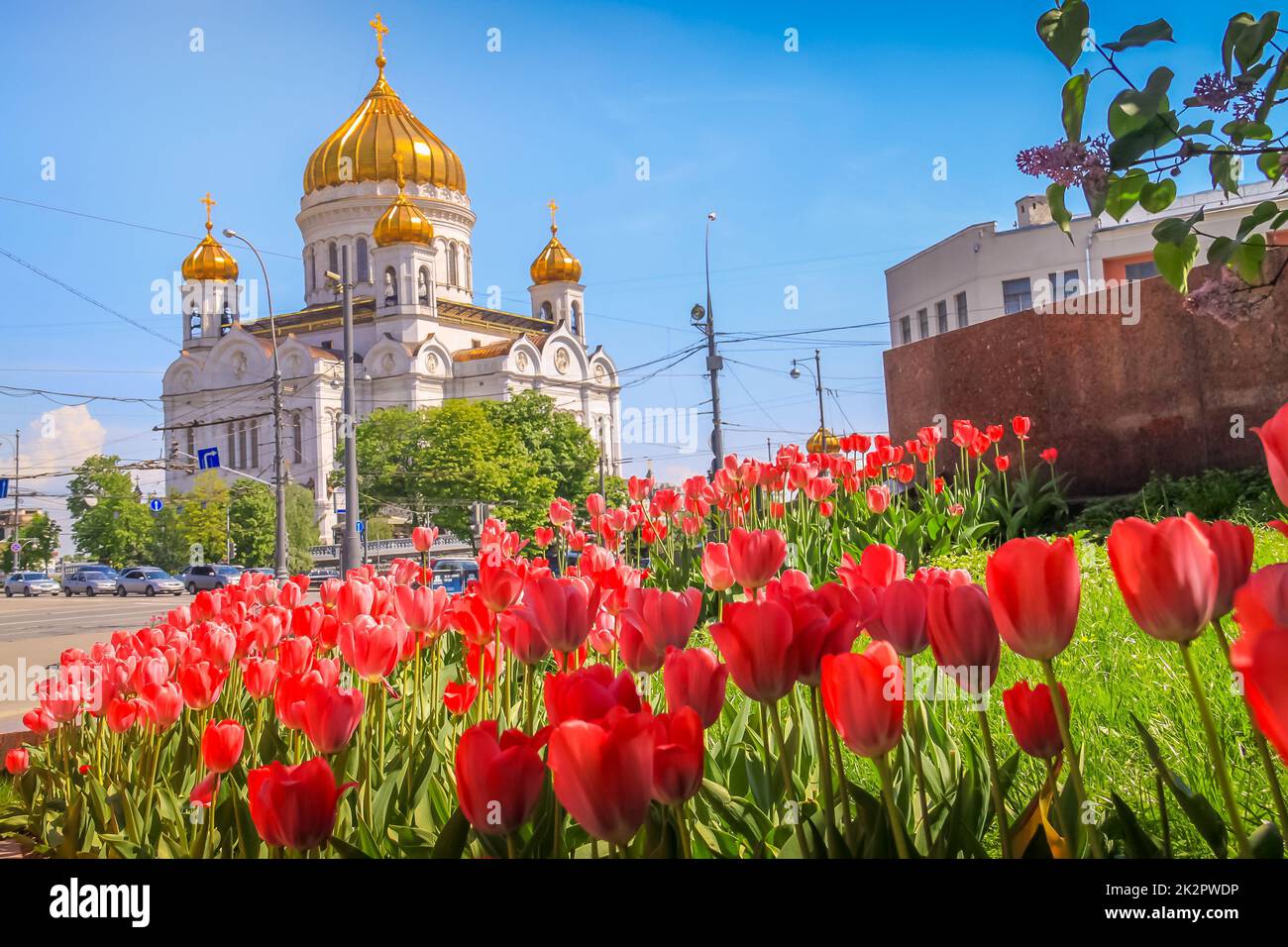 Christ the Saviour Cathedral und Tulpen Blumen im Frühling, Moskau, Russland Stockfoto