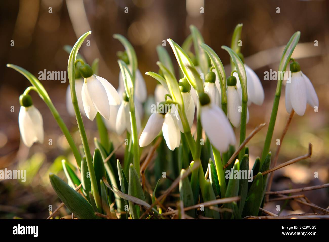 Ganz in der Nähe blühen Schneeglötblumen. Erste Frühlingsblumen Stockfoto