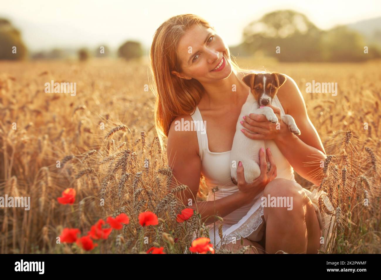Junge Frau hält Jack Russell Terrier Welpen auf ihre Hände, roter Mohn im Vordergrund, Sonnenuntergang Weizen leuchtet Feld hinter sich. Stockfoto