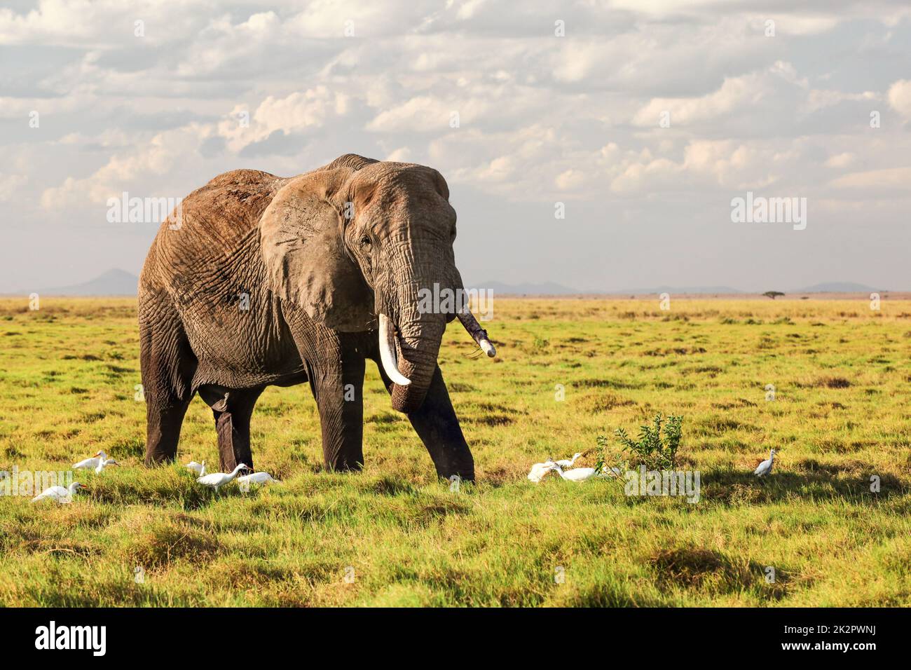 Afrikanischen Busch Elefant (Loxodonta africana) zu Fuß auf Gras in der Savanne, white heron Vögel rund um ihre Füße. Stockfoto