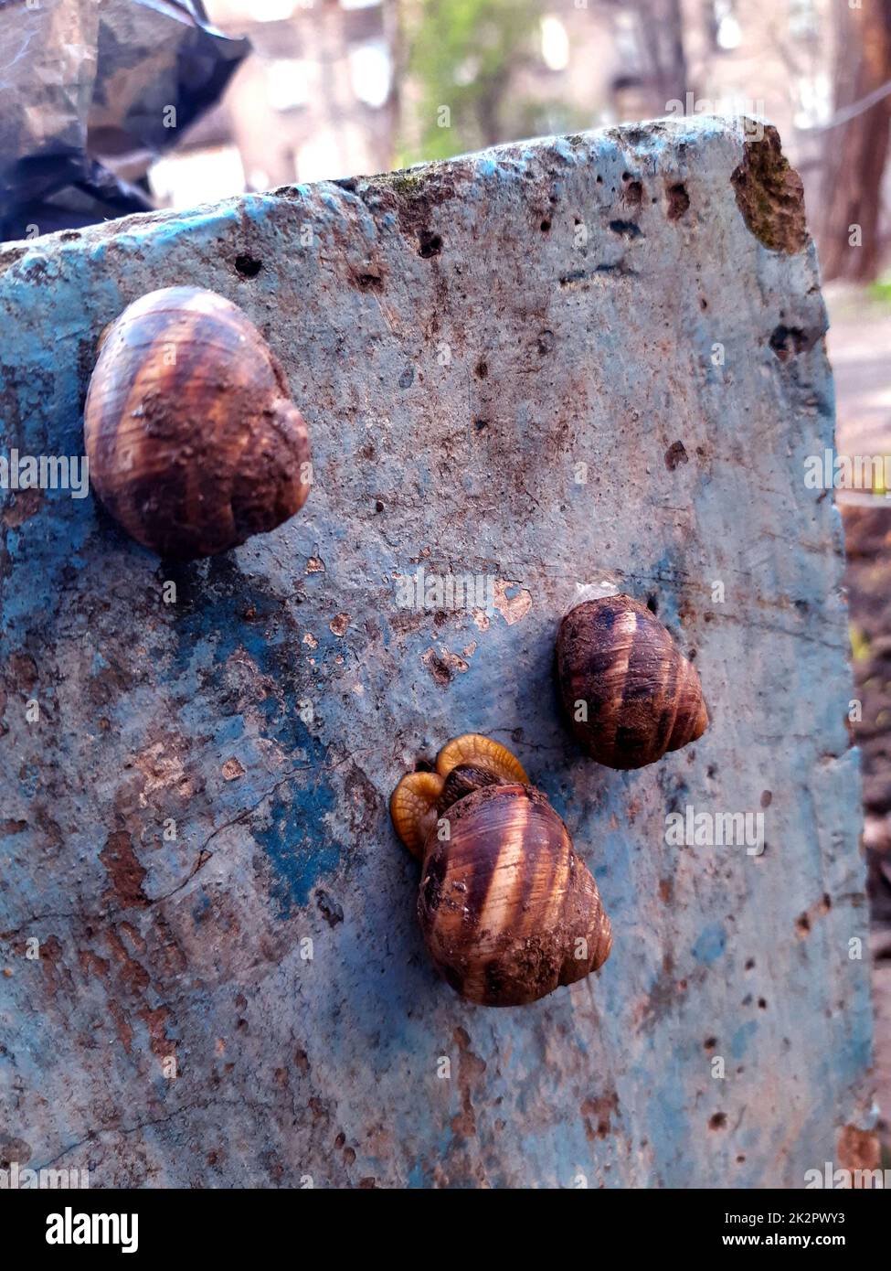 Schnecken leben auf einer Betonoberfläche Stockfoto