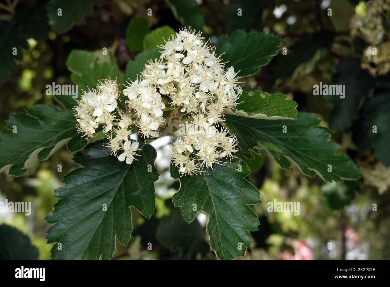 Schwedische Mehlbeere - Scandosorbus intermedia - BlÃ¼ten und BlÃ¤tter Stockfoto